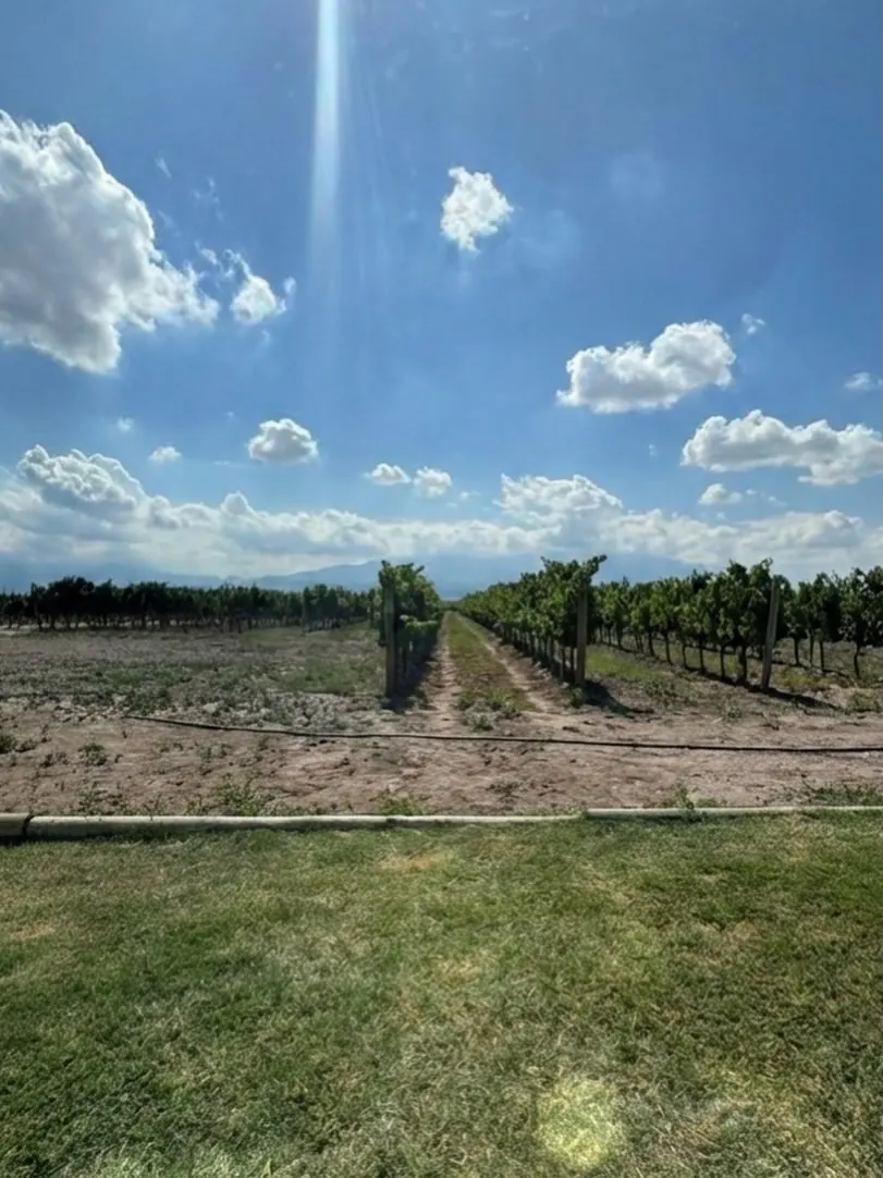 Bardo en la bodega